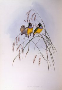Gouldian vink (Chloebia of Erythrura gouldiae), gravure door John Gould door John Gould