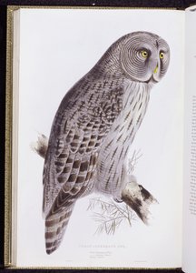 Grote Asgrauwe Uil, uit "The Birds of Great Britain", gepubliceerd Londen, 1862-73 door John Gould