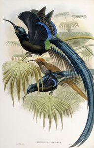 Grote Sikkelsnavel Paradijsvogel door John Gould