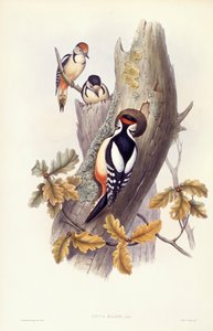 Grote Bonte Specht (Dendrocopos major), Gravure door John Gould door John Gould