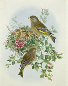 Groenling, 1873