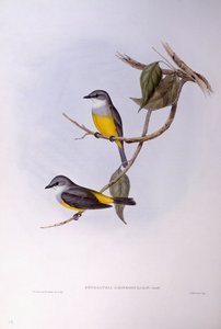 Grijsborstroodborst (Eopsaltria griseogularis), Gravure door John Gould