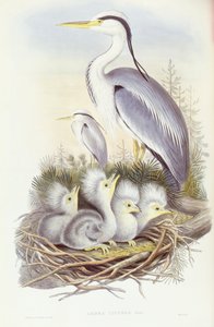 Grijze reiger (Ardea cinerea), gravure door John Gould door John Gould