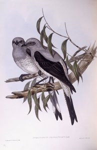 Grondkoekoekshrike (Coracina maxima), gravure door John Gould