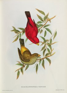 Haematospiza Sipahi, illustratie uit 