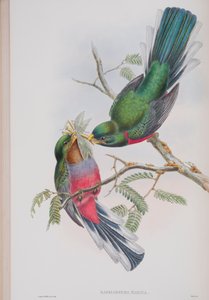 Hapaloderma Narina, plaat uit The Birds of Great Britain door John Gould, gepubliceerd 1862-73