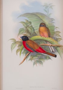 Harpactes Duvauceli, plaat uit The Birds of Great Britain door John Gould, gepubliceerd 1862-73 door John Gould