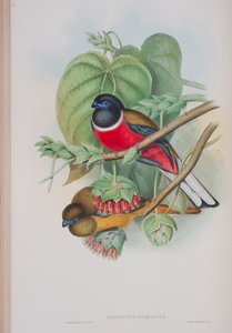 Harpactes Fasciatus, plaat uit The Birds of Great Britain door John Gould, gepubliceerd 1862-73