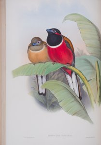 Harpactes Kasumba, plaat uit The Birds of Great Britain door John Gould, gepubliceerd 1862-73 door John Gould