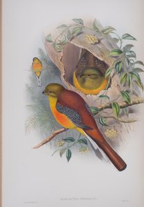 Harpactes Oreskios, plaat uit The Birds of Great Britain door John Gould, gepubliceerd 1862-73
