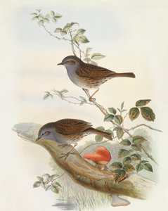 Heggenmus (Prunella modularis), gravure door John Gould