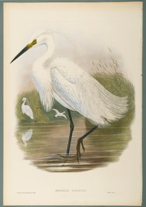 Herodias Garzetta - Kleine Zilverreiger door John Gould