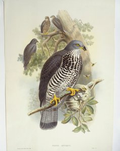 Wespendief (Pernis apivorus), illustratie door John Gould