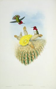 Kolibrie, gegraveerd door Walter en Cohn door John Gould