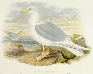 IJslandse meeuw (Larus glaucoides), gravure