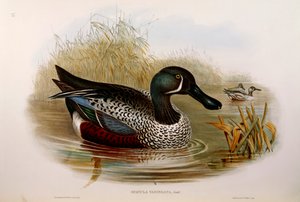 Illustratie uit John Gould
