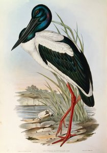 Illustratie uit John Gould