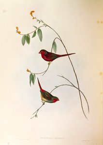 Illustratie uit John Gould
