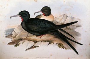 Illustratie uit John Gould