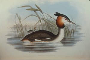 Illustratie uit John Gould