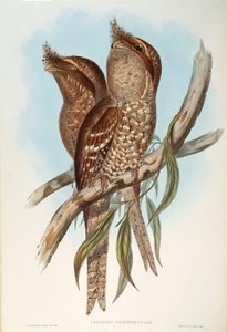 Illustratie uit John Gould
