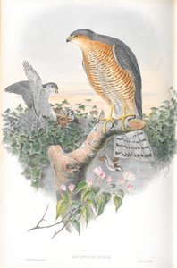Illustratie van Accipiter Nisis (Sperwer) door John Gould