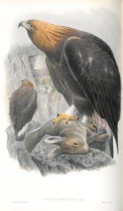 Illustratie van Aquila Chrysaetos (Steenarend) door John Gould