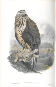 Illustratie van Archibuteo Lagopus (Ruigpootbuizerd) door John Gould