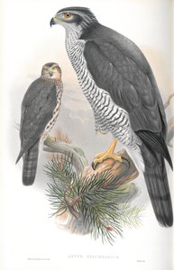 Illustratie van Astur Palumbarius (Havik)