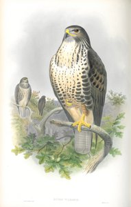 Illustratie van Buteo Vulgaris (Buizerd) door John Gould