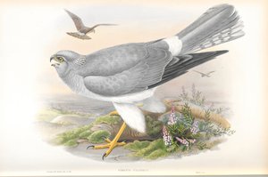 Illustratie van Circus Cyaneus (Blauwe Kiekendief) door John Gould