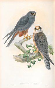 Illustratie van Erythropus Vespertinus (Roodpootvalk) door John Gould