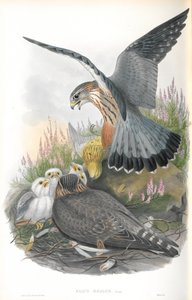 Illustratie van Falco Aesalon (Smelleken)