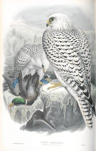 Illustratie van Falco Candicans (Groenlandse Valk Donkere Variant) door John Gould