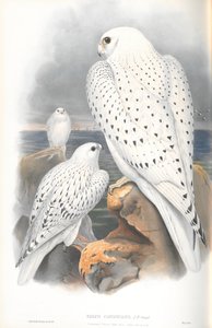 Illustratie van Falco Candicans (Groenlandse Valk Lichte Variant)