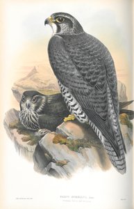 Illustratie van Falco Gyrfalco (Noorse Giervalk) door John Gould