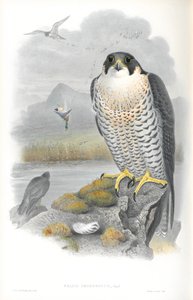 Illustratie van Falco Peregrinus (Slechtvalk)
