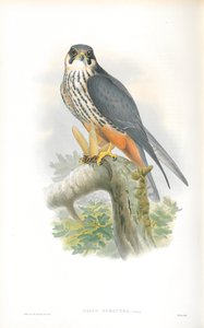 Illustratie van Falco Subbuteo (Boomvalk) door John Gould
