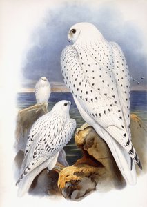 Illustratie van valken, 1873