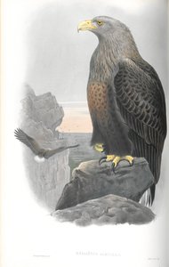 Illustratie van Haliaetus Albicilla (Zeearend) door John Gould