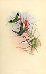 Illustratie van Heliothrix phainolaema (= Heliothryx auritus phainolaemus) (kolibrie) op Tillandsia bulbosa (bromelia) door John Gould