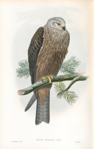 Illustratie van Milvus Migrans (Zwarte Wouw) door John Gould