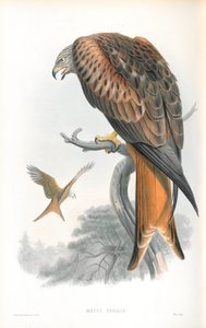Illustratie van Milvus Regalis (Rode Wouw) door John Gould