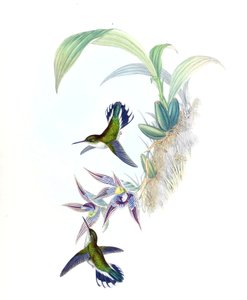 Illustratie van Phlogophilus hemileucurus op Paphinia cristata (orchidee) door John Gould