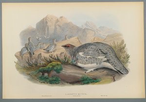 Lagopus Mutus, Herfstverenkleed: Sneeuwhoen