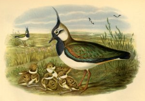 Kievit en Jong, 1865, 1942 door John Gould