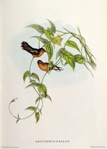 Leucippus Fallax