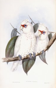 Langsnavelige Kaketoe