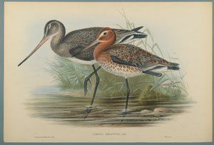 Lurinosa Melanura door John Gould