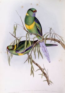 Mallee ringneck (Platycercus of Barnardius barnardi), gravure door John Gould